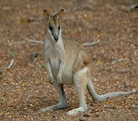 WALLABY BRAND